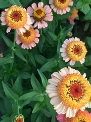 Load image into Gallery viewer, Zinnia, 'Zinderella Peach' – photo 2
