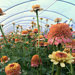 Load image into Gallery viewer, Zinnia, 'Zinderella Peach' – photo 4
