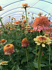 Load image into Gallery viewer, Zinnia, 'Zinderella Peach' – photo 4
