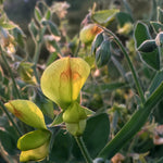 Load image into Gallery viewer, Sweet Pea Sp., 'Lathyrus Chloranthus'
