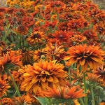 Load image into Gallery viewer, Rudbeckia, 'Autumn Sunset' – photo 2
