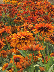 Load image into Gallery viewer, Rudbeckia, 'Autumn Sunset' – photo 2
