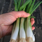 Load image into Gallery viewer, Scallion, 'Ishikura Long Winter' – photo 2
