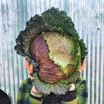 Load image into Gallery viewer, Cabbage, 'January King' – photo 2
