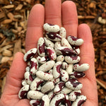 Load image into Gallery viewer, Bean, Bush Dry, 'Jacob's Cattle'
