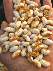 Load image into Gallery viewer, Bean, Bush Dry, 'Jacob's Gold'
