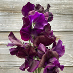 Load image into Gallery viewer, Sweet Pea, 'Just Jenny'
