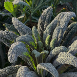 Load image into Gallery viewer, A mature kale plant with long, blistered, dark green leaves growing outdoors.
