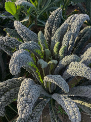 Load image into Gallery viewer, A mature kale plant with long, blistered, dark green leaves growing outdoors.
