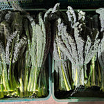 Load image into Gallery viewer, Bunches of black tuscan kale in harvest bins.
