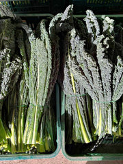 Load image into Gallery viewer, Bunches of black tuscan kale in harvest bins.
