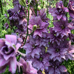 Load image into Gallery viewer, Larkspur, 'Earl Grey' – photo 3
