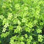 Load image into Gallery viewer, Nicotiana, 'Lime Green' – photo 2

