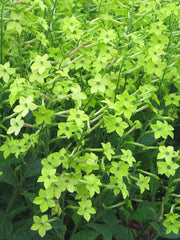 Load image into Gallery viewer, Nicotiana, 'Lime Green' – photo 2

