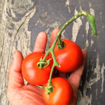 Load image into Gallery viewer, Tomato, 'Matina' – photo 2
