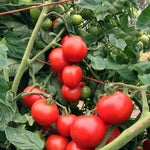 Load image into Gallery viewer, Tomato, 'Matina'
