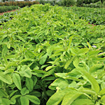 Load image into Gallery viewer, Trigonella, 'Blue Fenugreek' – photo 2
