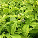 Load image into Gallery viewer, Trigonella, 'Blue Fenugreek'
