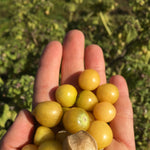 Load image into Gallery viewer, Ground Cherry 'Aunt Molly's' – photo 2
