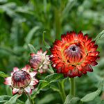 Load image into Gallery viewer, Strawflower, 'Monstrosum Fireball'
