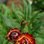 Load image into Gallery viewer, Strawflower, 'Monstrosum Fireball' – photo 2
