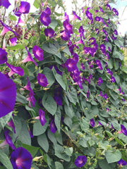 Load image into Gallery viewer, Morning Glory, 'Grandpa Ott's' – photo 2
