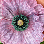 Load image into Gallery viewer, Poppy, Shirley 'Mother of Pearl' – photo 2
