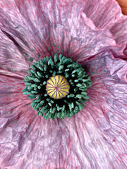 Load image into Gallery viewer, Poppy, Shirley 'Mother of Pearl' – photo 2
