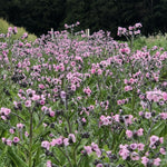 Load image into Gallery viewer, Forget-Me-Not, Chinese, 'Mystery Rose' – photo 2
