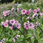 Load image into Gallery viewer, Forget-Me-Not, Chinese, 'Mystery Rose' – photo 3

