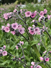 Load image into Gallery viewer, Forget-Me-Not, Chinese, 'Mystery Rose' – photo 3
