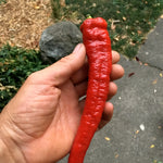 Load image into Gallery viewer, Sweet Pepper, 'Jimmy Nardello' – photo 3
