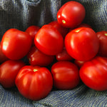 Load image into Gallery viewer, Tomato, 'Northern Ruby' – photo 2
