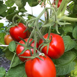 Load image into Gallery viewer, A cluster of bright red tomatoes on the vine with green leaves in the background.

