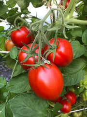 Load image into Gallery viewer, A cluster of bright red tomatoes on the vine with green leaves in the background.
