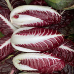 Load image into Gallery viewer, A cluster of fresh Treviso radicchio with deep red leaves and white veins.
