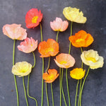 Load image into Gallery viewer, Poppy, Iceland, 'Pastel Meadows'
