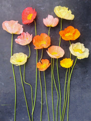 Load image into Gallery viewer, Poppy, Iceland, 'Pastel Meadows'
