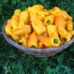 Load image into Gallery viewer, Sweet Pepper, 'Petit Marseillais' – photo 2

