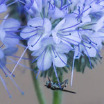 Load image into Gallery viewer, Phacelia, 'Bee's Friend' – photo 5
