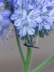 Load image into Gallery viewer, Phacelia, 'Bee's Friend' – photo 5
