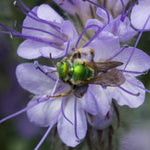 Load image into Gallery viewer, Phacelia, 'Bee's Friend' – photo 4

