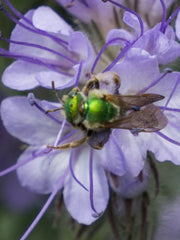 Load image into Gallery viewer, Phacelia, 'Bee's Friend' – photo 4
