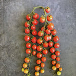 Load image into Gallery viewer, Tomato, 'Pinky'
