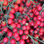 Load image into Gallery viewer, Tomato, 'Pinky' – photo 2
