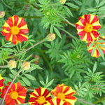 Load image into Gallery viewer, Marigold, 'Pinwheel'
