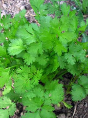 Load image into Gallery viewer, Cilantro, 'Pokey Joe' – photo 2
