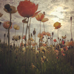 Load image into Gallery viewer, Poppy, Iceland, 'Pastel Meadows' – photo 3
