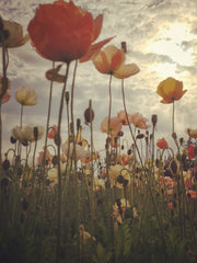 Load image into Gallery viewer, Poppy, Iceland, 'Pastel Meadows' – photo 3
