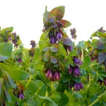 Load image into Gallery viewer, Cerinthe, 'Pride of Gibraltar'
